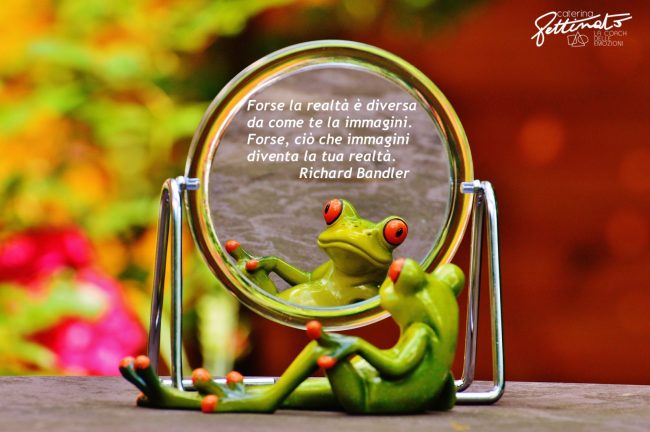 frog-1499162_1920